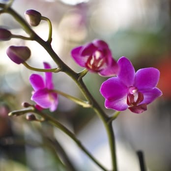 Mills Florist - Florists Near Me - Mountain View, California Mills Florist - Florists Near Me - Mountain View, California