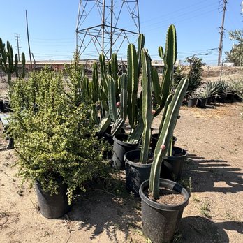Horizon Nursery - Pitaya - Nurseries & Gardening Near Me - Santa Fe Springs, California