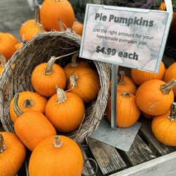 The Plant Kingdom - Fall plants & decor