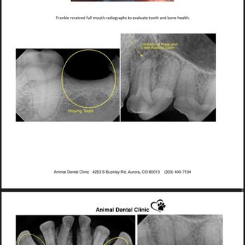 Animal Dental Clinic - X-rays with through information and pictures of procedure - Veterinarians Near Me - Aurora, Colorado Animal Dental Clinic - X-rays with through information and pictures of procedure - Veterinarians Near Me - Aurora, Colorado
