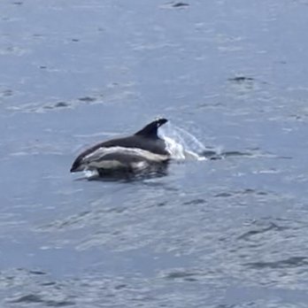 7 Seas Whale Watch - Whale Watching Tours Near Me - Gloucester, Massachusetts