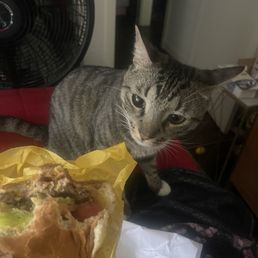 My cat curious about my bravo's turkey burger My cat curious about my bravo's turkey burger