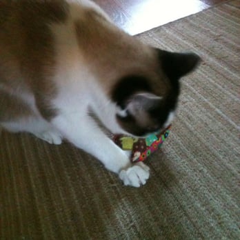 Valley Humane Society - Crazy for cat nip. - Animal Shelters Near Me - Pleasanton, California Valley Humane Society - Crazy for cat nip. - Animal Shelters Near Me - Pleasanton, California