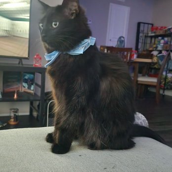 Happy Cat Grooming - After (the owners gave her a pretty collar thing to thank her for being so good) - Pet Groomers Near Me - Cypress, California