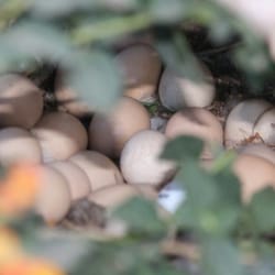 Da-Le Ranch - Guineafowl eggs