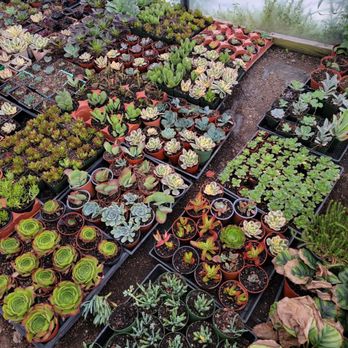 Mezcala Nursery - Nurseries & Gardening Near Me - Long Beach, California Mezcala Nursery - Nurseries & Gardening Near Me - Long Beach, California