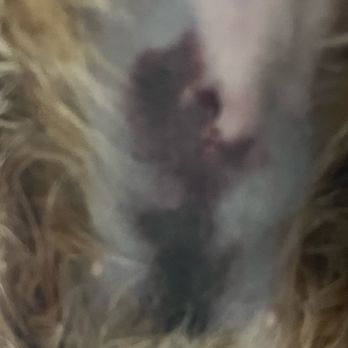 Project Catsnip - At urgent care - Veterinarians Near Me