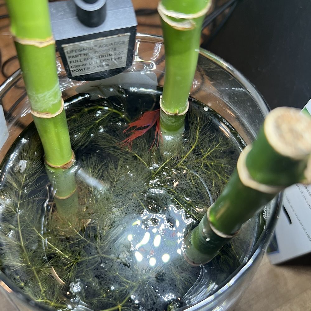 This is the saddest "aquarium" setup