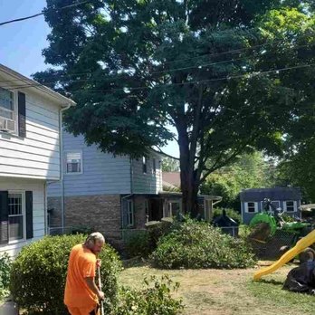 ABC Tree Monkeys - Removal complete - Tree Services Near Me