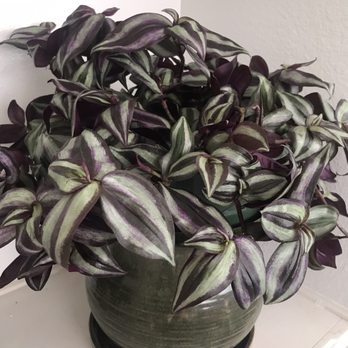 Cordova Gardens - Tradescantia zebrina - Nurseries & Gardening Near Me - Encinitas, California