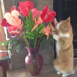 Always Anthuriums - Appreciated by all!