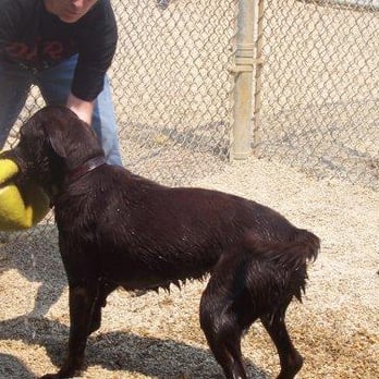 K-9 Country Club - Pet Training Near Me - Normal, Illinois K-9 Country Club - Pet Training Near Me - Normal, Illinois