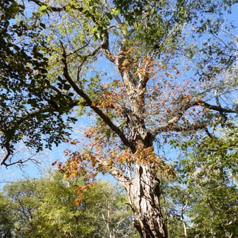Palmetto State Park - Parks Near Me - Gonzales, Texas Palmetto State Park - Parks Near Me - Gonzales, Texas