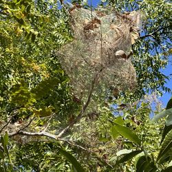 Martin Park Nature Center - Spiders didn't make this! A hairy caterpillar did.