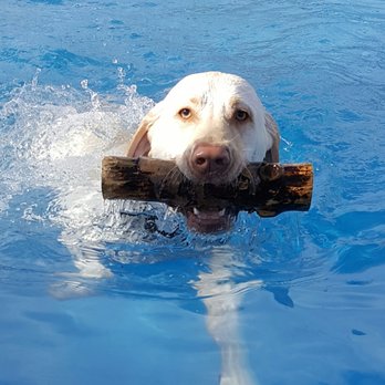 Splash Dogs - Folsom, CA - Splash Dogs Event - Folsom, CA - Pet Stores Near Me - Folsom, California