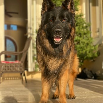 The Pet's Home - Pet Boarding Near Me - Oswego, Illinois The Pet's Home - Pet Boarding Near Me - Oswego, Illinois