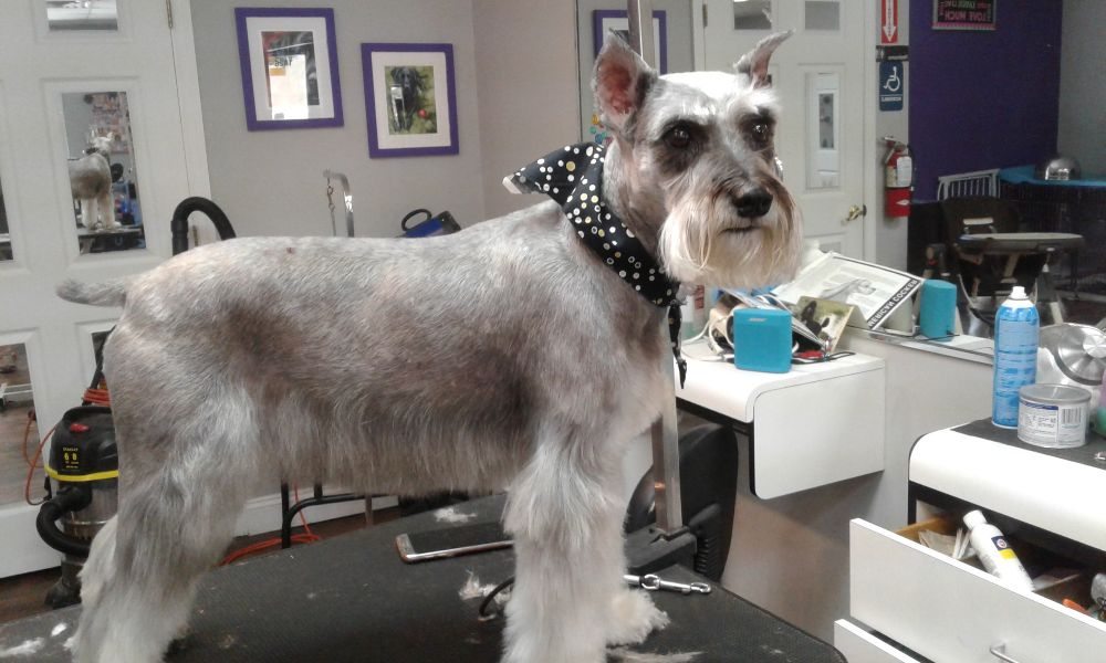 Shampooches Image