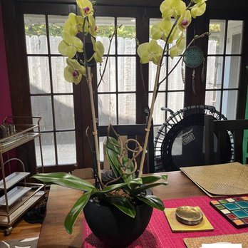 The Orchid Wrangler - Florists Near Me - West Hollywood, California The Orchid Wrangler - Florists Near Me - West Hollywood, California