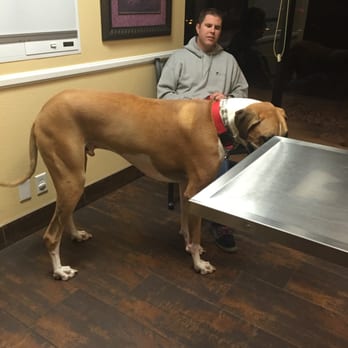 AV Veterinary Center - Waiting for our check up! - Veterinarians Near Me - Lancaster, California AV Veterinary Center - Waiting for our check up! - Veterinarians Near Me - Lancaster, California
