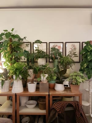 Café Botánico by null