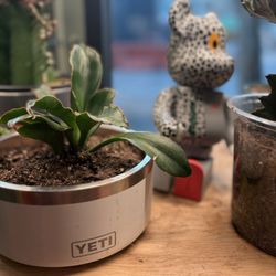 Succulents