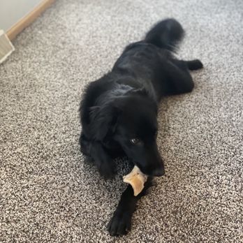 Meat People Butcher - Friends dog enjoying a wonderful smoked bone :) - Meat Shops Near Me - Madison, Wisconsin Meat People Butcher - Friends dog enjoying a wonderful smoked bone :) - Meat Shops Near Me - Madison, Wisconsin