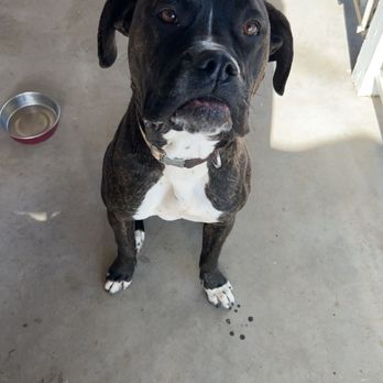 K9 Alliance Ultimate Training - Raven, boxer - Pet Sitting Near Me