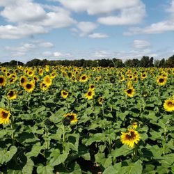 Tranquillity Farms - Tranquility Farms