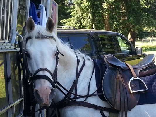 Chastain Mist Equestrian 3728 S Bay Rd Ne Olympia Wa Horseback Riding Mapquest