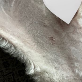 Oh So Cute! Dog Grooming - Cuts - Pet Groomers Near Me - Moreno Valley, California Oh So Cute! Dog Grooming - Cuts - Pet Groomers Near Me - Moreno Valley, California