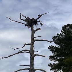Stillwater Kayak Rentals - Osprey nest