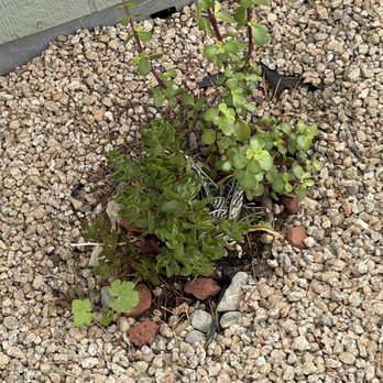 Design & Build Landscapes - Various cacti - Landscaping Near Me - Menlo Park, California Design & Build Landscapes - Various cacti - Landscaping Near Me - Menlo Park, California
