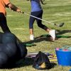 Sportball South Bay gift card