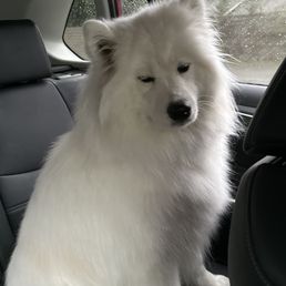 Samoyed after grooming Samoyed after grooming