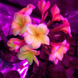 Plumeria Hut - Jellybean