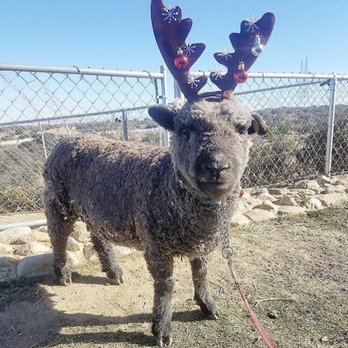 Rah-Rah Ranch - Petting Zoos Near Me Rah-Rah Ranch - Petting Zoos Near Me