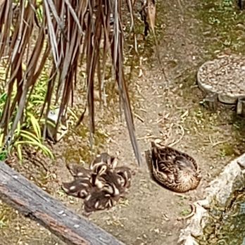 Humphreys Half Moon Inn - Resident duckies!! - San Diego, CA