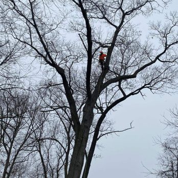Pretty Leaf - a man in a tree with a saw - Tree Services Near Me - Harvard, Illinois Pretty Leaf - a man in a tree with a saw - Tree Services Near Me - Harvard, Illinois