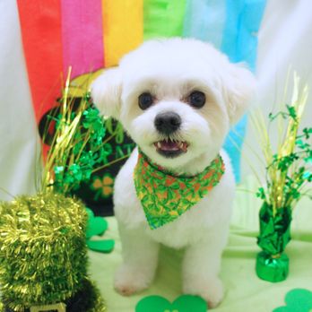 Doggy Box - Pet Groomers Near Me - Honolulu, Hawaii Doggy Box - Pet Groomers Near Me - Honolulu, Hawaii