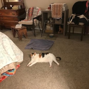 Ventura County Animal Services - Day 2 -- Annie has found a new home! - Animal Shelters Near Me - Camarillo, California Ventura County Animal Services - Day 2 -- Annie has found a new home! - Animal Shelters Near Me - Camarillo, California