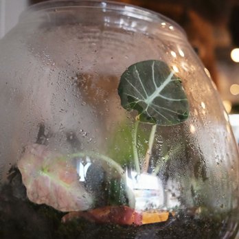 Natural Selection - This is where fairies live - Taxidermy Near Me - Reno, Nevada