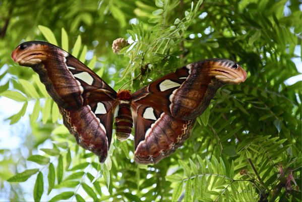 The Key West Butterfly and Nature Conservatory by null