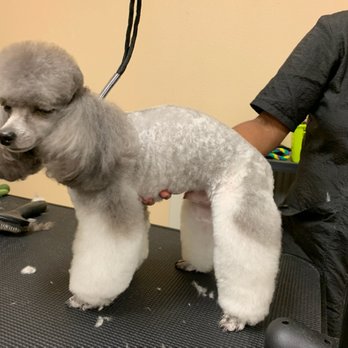 Absolute Grooms - Pet Groomers Near Me Absolute Grooms - Pet Groomers Near Me
