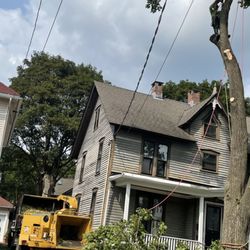 Mike's Tree Service & Landscaping