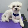 Photo of Shear Magic Mobile Pet Spa LLC