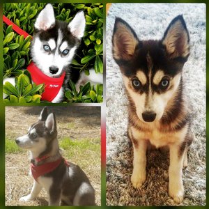 Puppy Boutique Las Vegas 834 Photos 132 Reviews Pet Stores 4343 N Rancho Dr Las Vegas Nv United States Phone Number