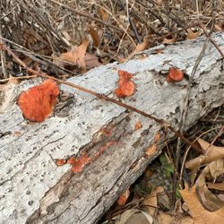 Pretty Lichen.