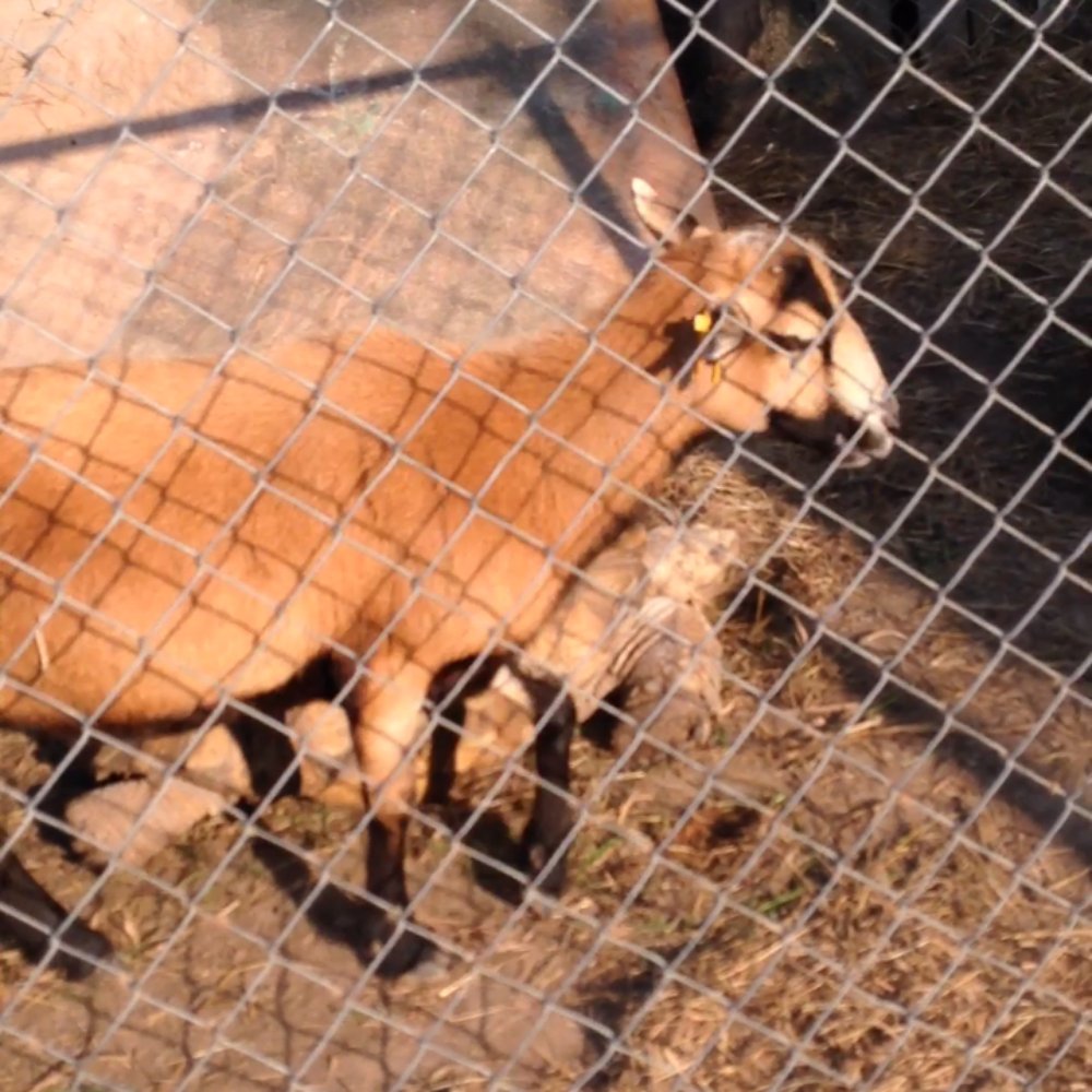 Riverside Wildlife Center - This guy and the big turtle are friends :) - Zoos Near Me - Sullivan, Missouri Riverside Wildlife Center - This guy and the big turtle are friends :) - Zoos Near Me - Sullivan, Missouri