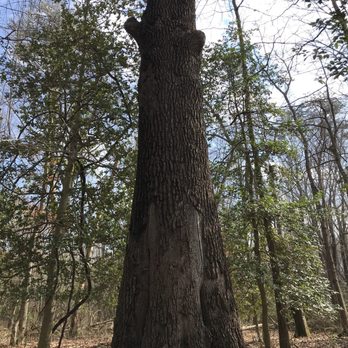 Rancocas Nature Center - Huge, beautiful trees throughout the park. - Parks Near Me - Mount Holly, New Jersey Rancocas Nature Center - Huge, beautiful trees throughout the park. - Parks Near Me - Mount Holly, New Jersey