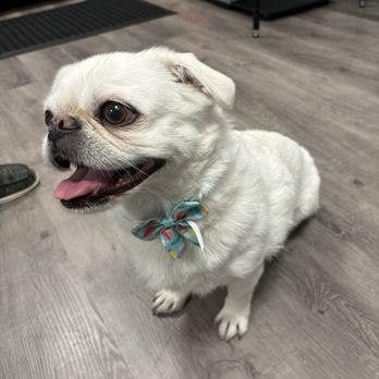 Dogtopia - Pet Boarding Near Me - Jacksonville, Florida